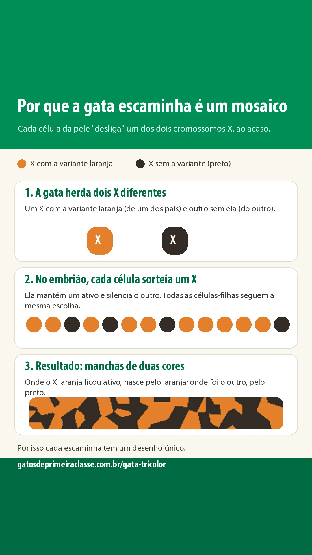 Por que quase toda gata tricolor é fêmea? 6 fatos