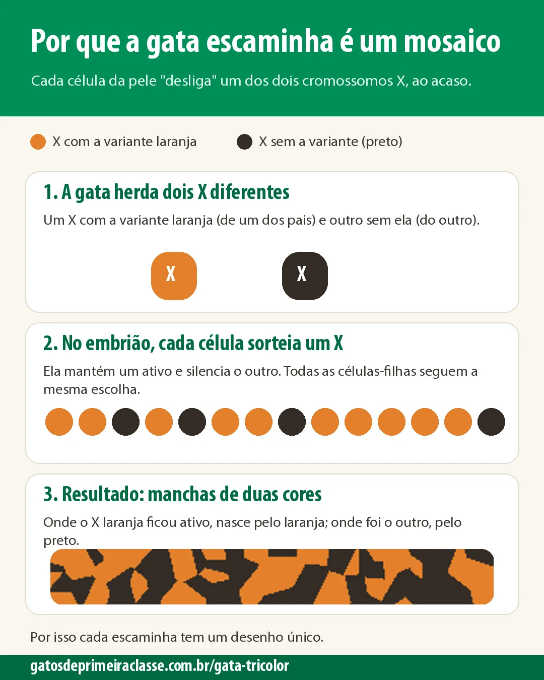 Infográfico em três passos: gata herda dois X diferentes, cada célula sorteia um X e o resultado é um mosaico de manchas laranja e pretas
