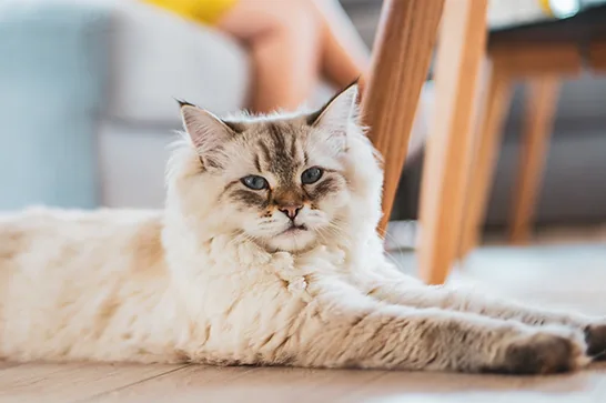 Gato angorá: 6 fatos sobre a raça turca