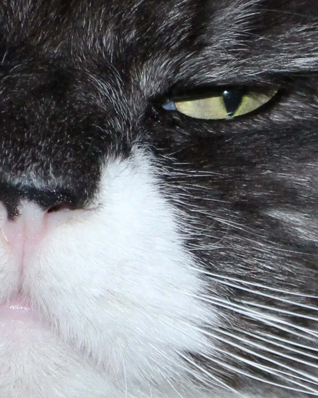 Close do rosto de um gato frajola, com pelo cinza-escuro, olho verde-amarelado e o focinho todo branco
