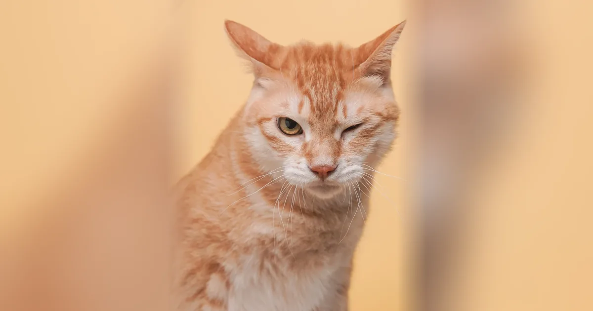 Gato laranja tigrado piscando um olho sobre fundo cor de pêssego