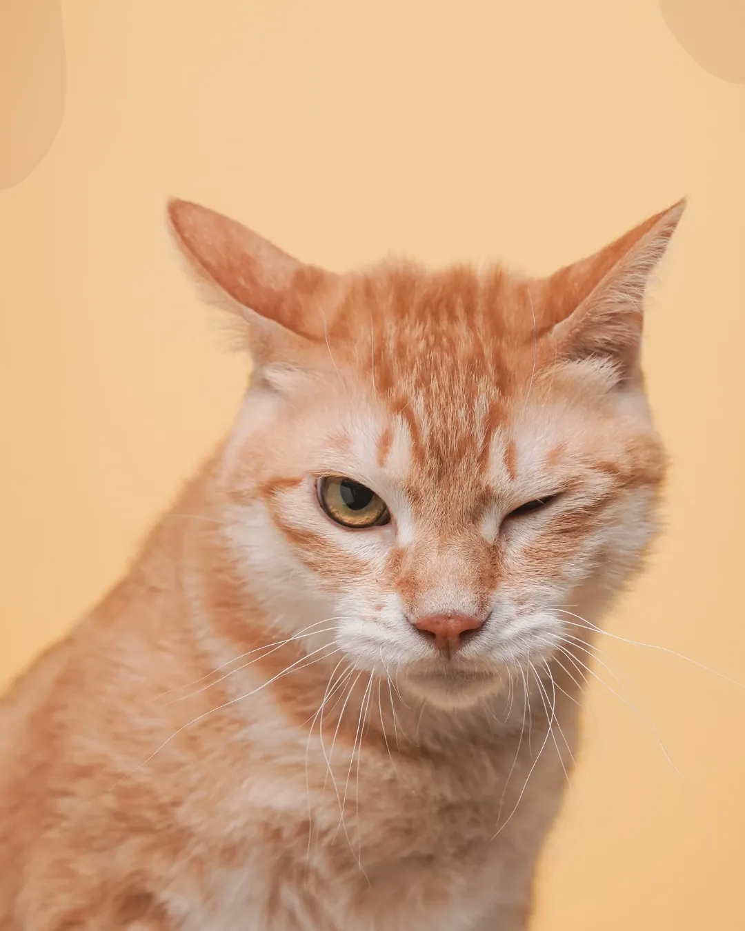 Gato laranja tigrado com listras claras na testa piscando um olho
