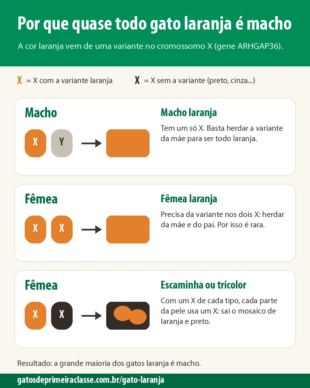 Infográfico mostrando os cromossomos X e Y do macho laranja, da fêmea laranja e da fêmea escaminha