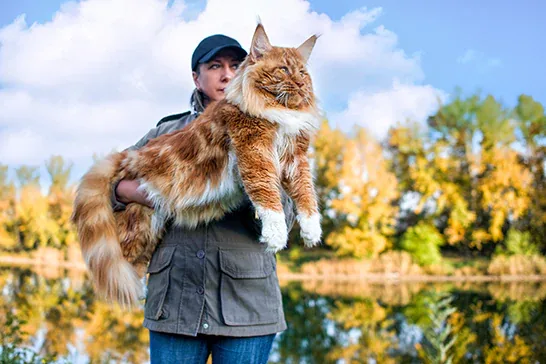 Maine Coon: 6 fatos sobre o gato gigante