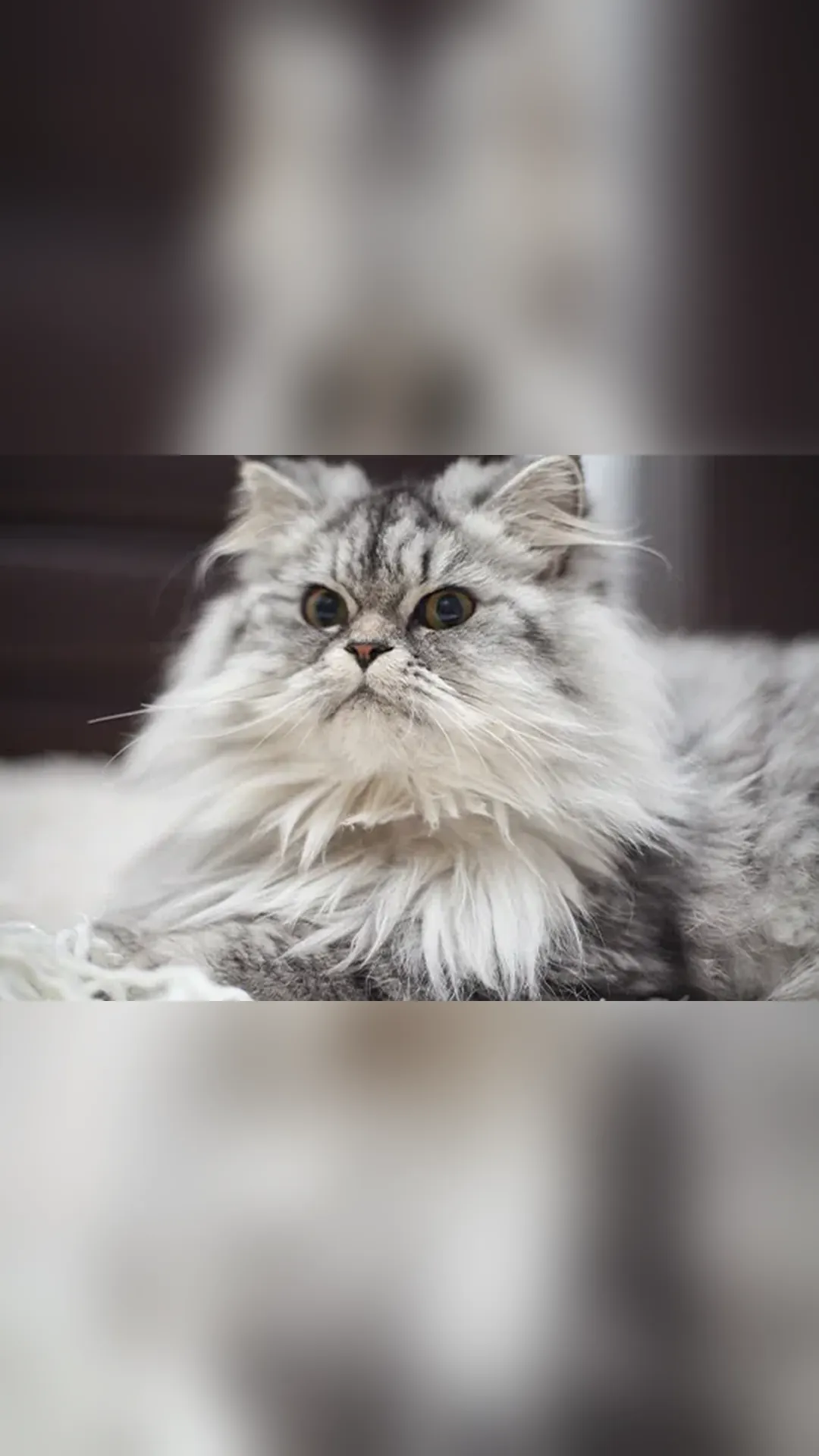 Gato persa: 6 fatos que você precisa saber