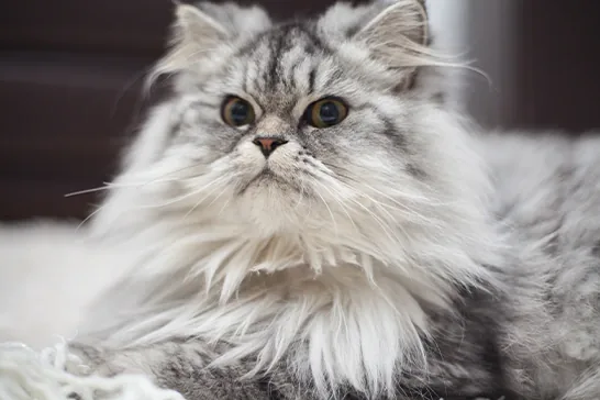 Gato persa de pelo longo cinza e branco, de olhos grandes, deitado e olhando para o lado