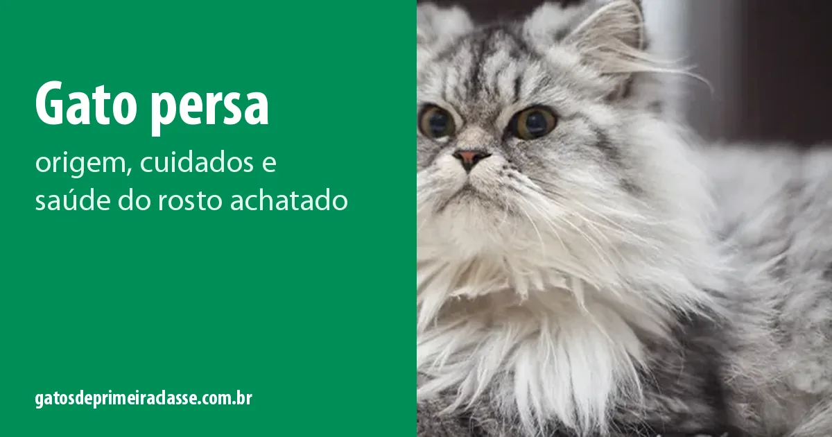 Gato persa de pelo longo cinza e branco, de olhos grandes, deitado e olhando para o lado, ao lado do título do guia
