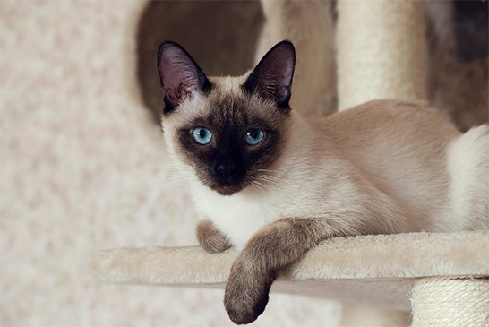 Gato siamês de olhos azuis, corpo claro e orelhas e focinho escuros, deitado em uma torre de arranhador com a pata caída