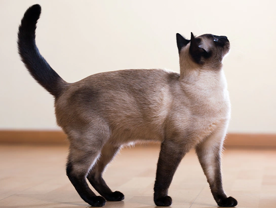 Gato siamês de corpo esguio em pé, de lado, olhando para cima, com patas e cauda escuras