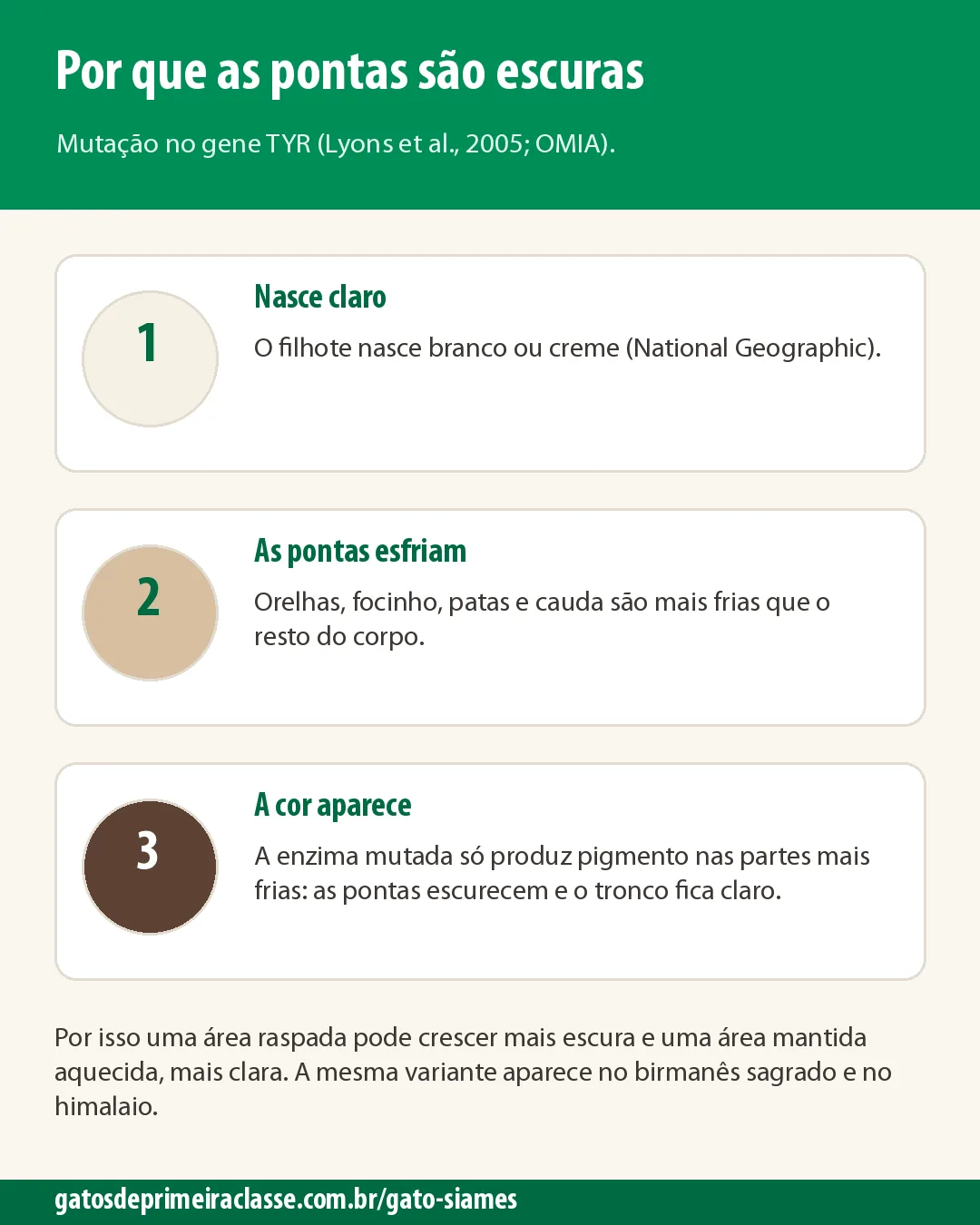 Infográfico em três passos: o filhote nasce claro, as pontas esfriam e a cor aparece onde o corpo é mais frio