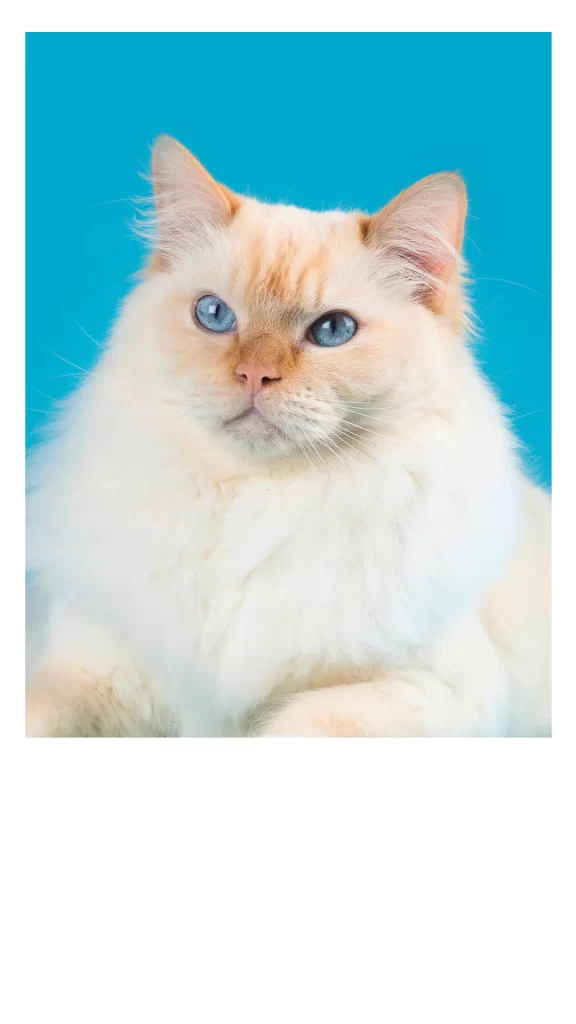 Gata branca de olhos azuis