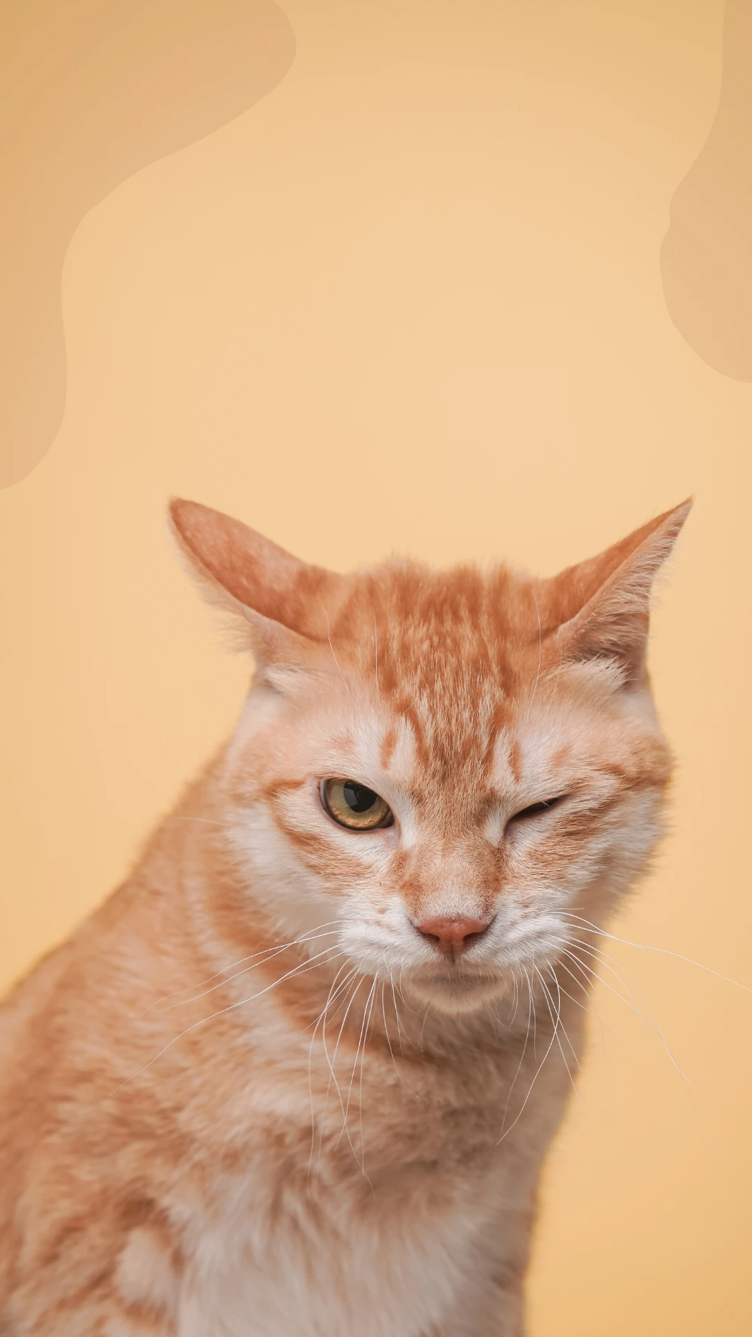 Por que quase todo gato laranja é macho? 6 fatos
